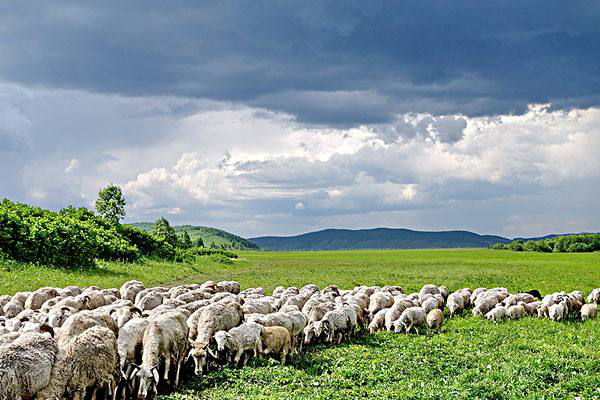 岳氏集團考察內(nèi)蒙古興安盟烏蘭浩特有機農(nóng)產(chǎn)品、中草藥種植等相關產(chǎn)業(yè)情況